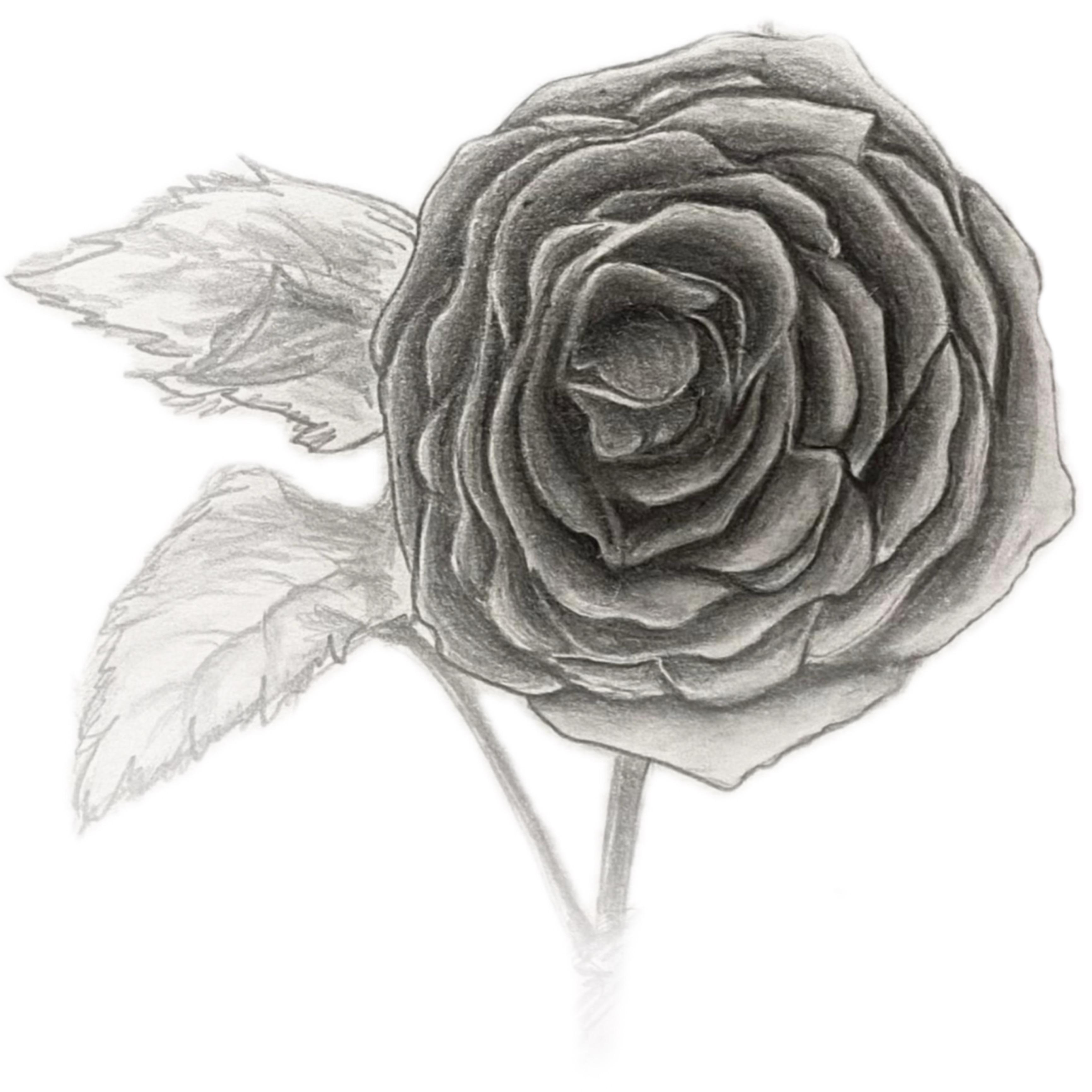 Rosa Grandiflora